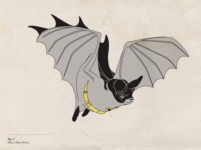 Native Species Of Gotham City